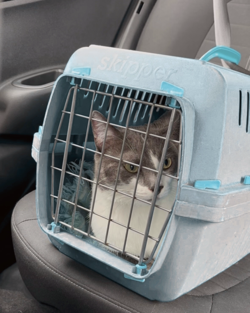 chat en voiture
