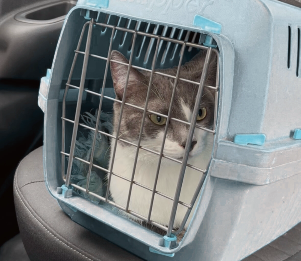 chat en voiture