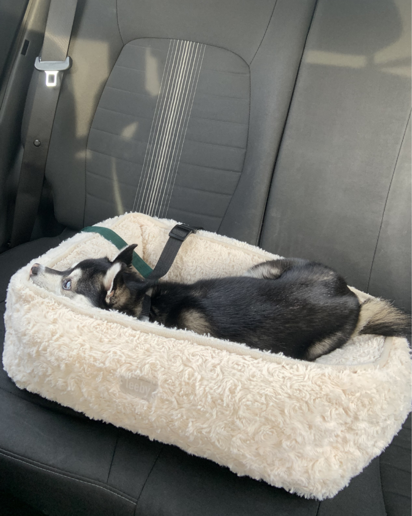 chien en voiture patt'mobil